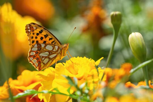 Queen of Spain fritillary, a small orange, white and black butterfly, sitting on yellow flower growing in a garden. Sunny summer day. Blurry background.