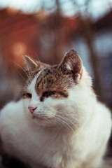 Kotek © Marcin