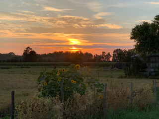sunflowers and sunset in the field fhuy1
