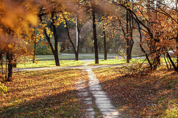 Sunlight, a path in the autumn forest. Autumn landscape. Park with alley. Copy spase