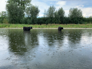 cows in river