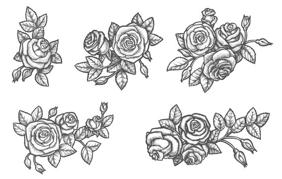 Set of isolated rose flower sketches. Hand drawn blossom of romantic plant. Floral decoration for tattoo. Sign for wedding and valentine day celebration. Realistic flora bouquet. Vintage vector poster