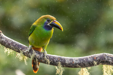 Emerald toucanet perched on a branch in the rain, San Gerardo de Dota, Costa Rica