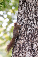 Close up red brown color a squirrel playing in a botanical garden.