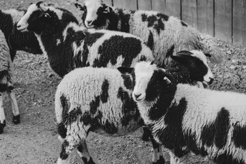 A group of black and white furry goats with horns looking on.