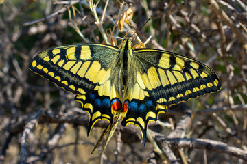 Swallowtail Butterfly, Yellow blue and red. Close up 