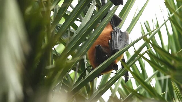 indian flying fox or greater indian fruit bat hanging on tree at keoladeo national park or bird sanctuary, bharatpur, rajasthan, india - Pteropus giganteus