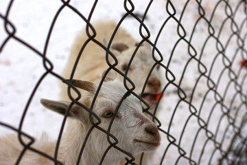  White goat in the aviary. Goat waiting for a food