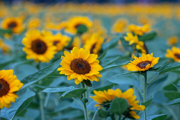 Sunflowers in a nature background.Beautiful yellow flowers in field.