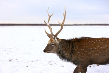 Portrait of deer stag. Adult male with beautiful horns standing on snow-covered foreground. 