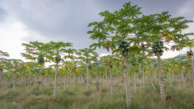 
Image of a maradol papaya crop with ripe fruits ready for harvest in Valle del Cauca Colombia