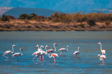 Fenicotteri nelle saline 4