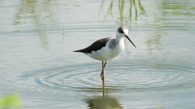 Black winged stilt or Himantopus himantopus portrait with reflection in water at wetland of keoladeo ghana national park or bharatpur bird sanctuary rajasthan india