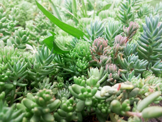 Fototapeta premium close up of a cactus