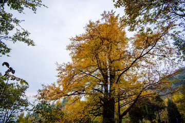 Street view local visitor and tourist Wudang shan Mountains.