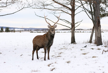 Deer, stag standing in deep snow  forest. Natural wildlife scenery with wild mammal with copy space. Animals in winter.
