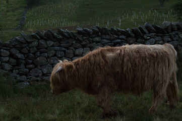 Highland cattle against an old stone wall