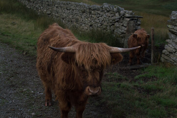 Highland Cattle close up shots.