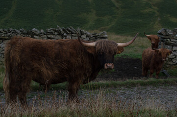Highland Cattle close up shots.