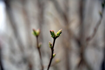 Sprig with gems of lilac and shaded background