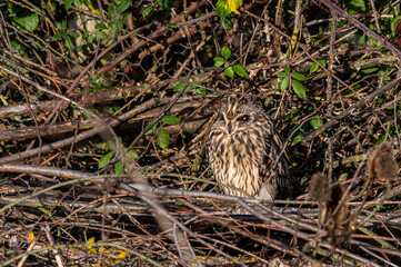 Short eared owl, asio flammeus, roost in winter trees, Waltham Abbey, Essex, UK