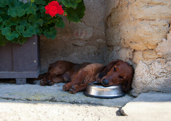 Hot summer day. The tired dachshund dog lay down in the shade and fell asleep on a bowl of water.