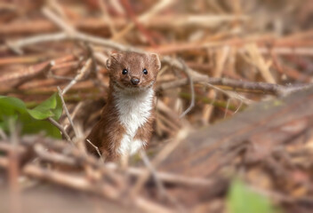 
Weasel , Mustela