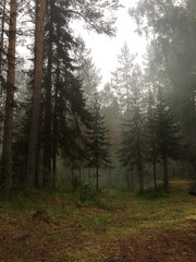 Fototapeta premium morning in the forest
