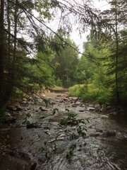 stream in the forest