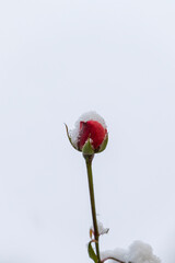 snow-covered blossom of a red rose in winter