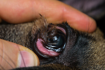 close-up photo of a french bulldog eye with corneal dermoid
