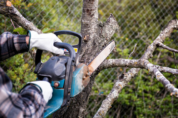 Farmer wears protective gloves and cuts the dry branches of a cherry tree in autumn with the chainsaw . Traditional agriculture. 