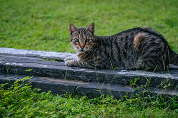 Cute young cat resting on a field of green grass.