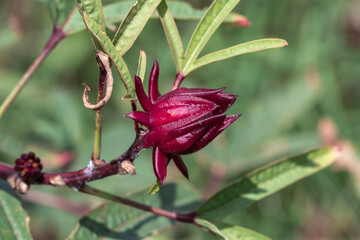 Red Roselle plant in the garden.Known as Jamaica or Carcade plant.( Hibiscus sabdariffa )