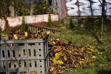 Wooden rake and plastic box for storing leaves in autumn