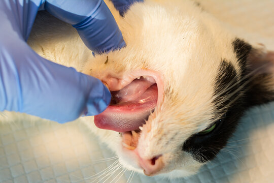 close-up photo of a cat mouth with salivary gland abscess