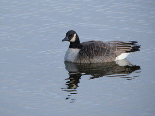 A Cackling Goose, Branta hutchinsii, floating solo on top of an Ontario Lake
