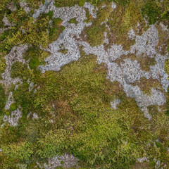 Mossy moss bitmap texture (for landscape designers)