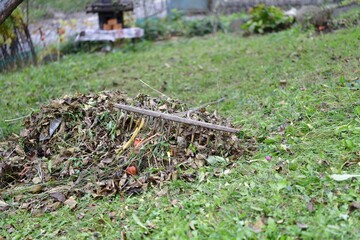 A stack of accumulated yellow fallen leaves and rakes