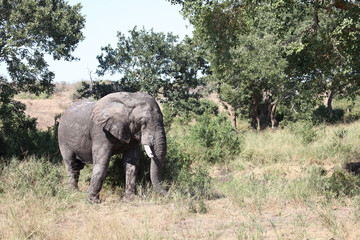 Fototapeta premium Afrikanischer Elefant / African elephant / Loxodonta africana