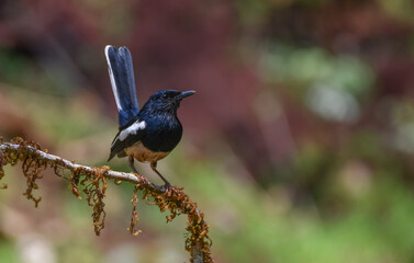 Oriental magpie Robin