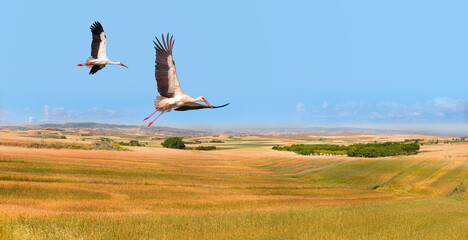 Beautiful landscape with a couple stork flying over green grass field, majestic sky in the background