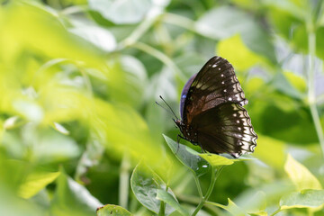 Fototapeta na wymiar Close up butterfly on green leaf in the garden.