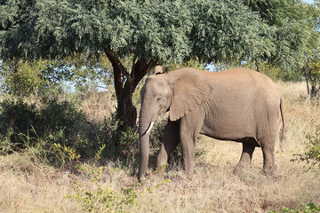 Fototapeta premium Afrikanischer Elefant / African elephant / Loxodonta africana