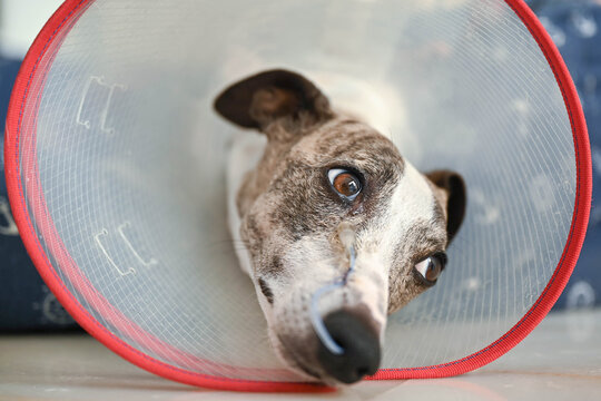 Perro tumbado con una sonda y collar, raza whippet.