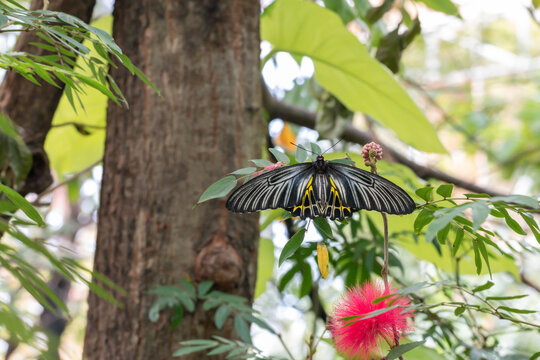 Troides aeacus butterfly on green leaves in the garden. ( Troides rhadamantus or Golden birdwing )