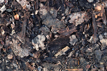 A high angle shot of tree bark lying on the ground with ruts of bark beetle - stockphoto