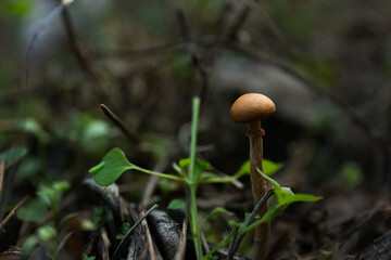 Mushroom growing in wilderness on autumn day, closeup