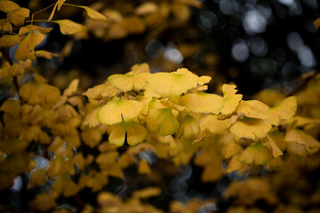 Street view local visitor and tourist Wudang shan Mountains.