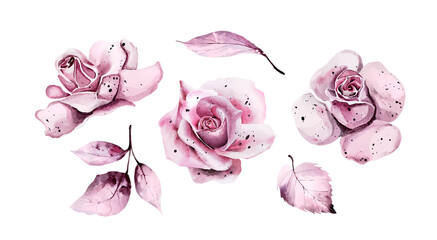 Set of pink watercolor leaves and roses. Vector